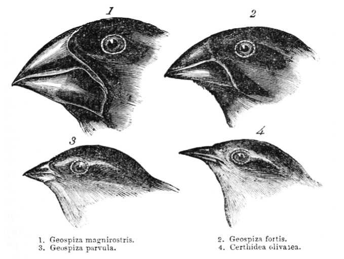 Darwin's_finches_by_Gould